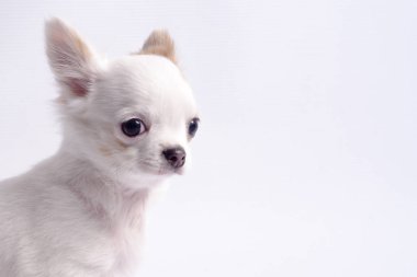 Chihuahua beyaz renk beyaz bir arka plan üzerinde
