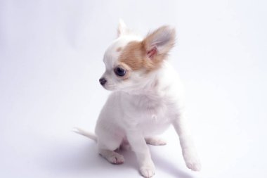 Chihuahua beyaz renk beyaz bir arka plan üzerinde