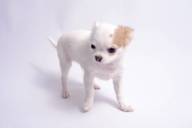 Chihuahua beyaz renk beyaz bir arka plan üzerinde