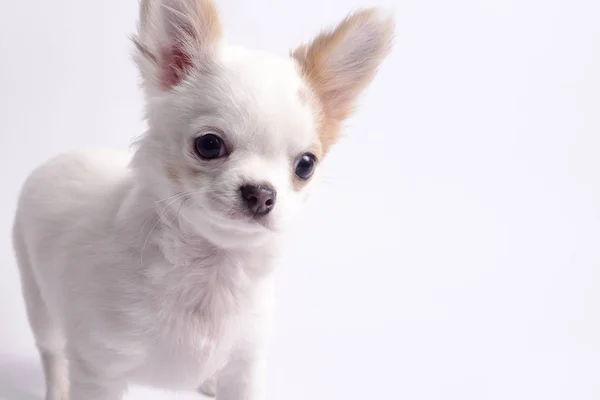 Chihuahua Biały Kolor Białym Tle — Zdjęcie stockowe