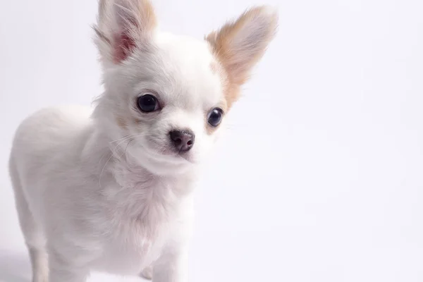 Chihuahua White Color White Background — Stock Photo, Image