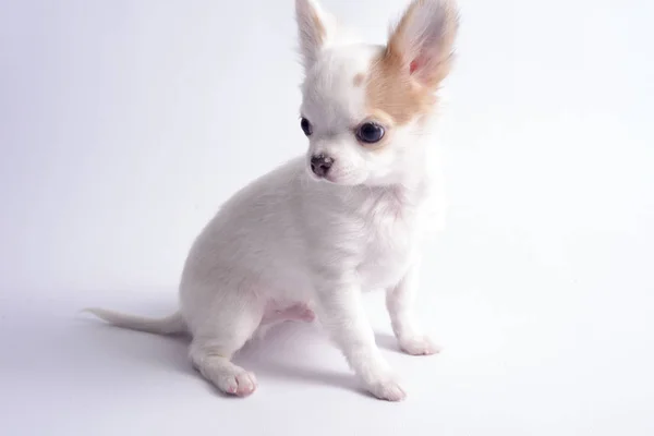 Chihuahua Couleur Blanche Sur Fond Blanc — Photo