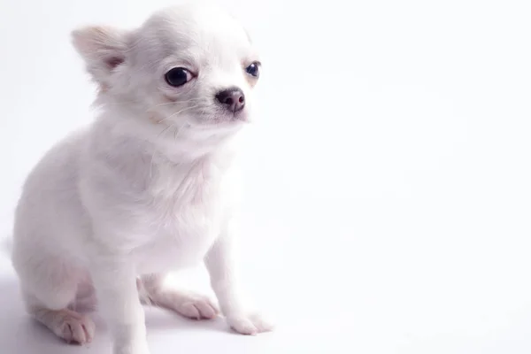 Chihuahua Biały Kolor Białym Tle — Zdjęcie stockowe