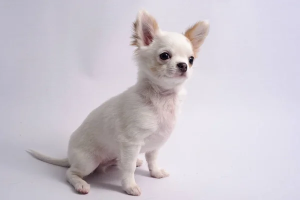 Chihuahua Weiße Farbe Auf Weißem Hintergrund — Stockfoto