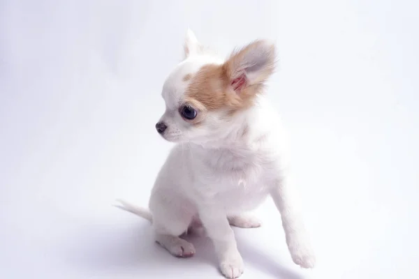 Chihuahua White Color White Background — Stock Photo, Image