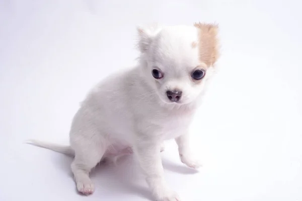 Chihuahua White Color White Background — Stock Photo, Image