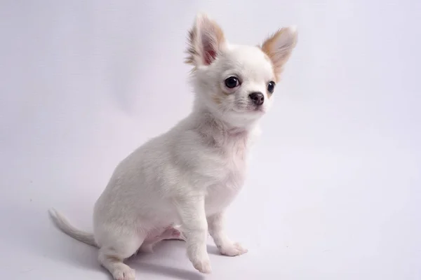 Chihuahua Cor Branca Fundo Branco — Fotografia de Stock