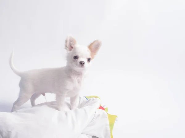 White Chihuahua Puppy White Background — Stock Photo, Image