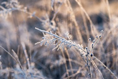 Dağ ormandaki ilk frost
