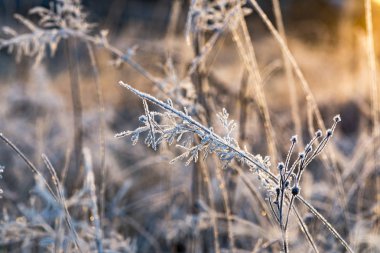 Dağ ormandaki ilk frost