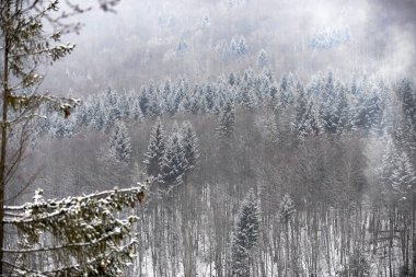 Dağ ormandaki ilk frost