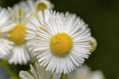 doğal çayırlar üzerinde ilk bahar çiçekleri