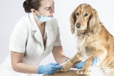 Doktor, bir resepsiyonda köpek