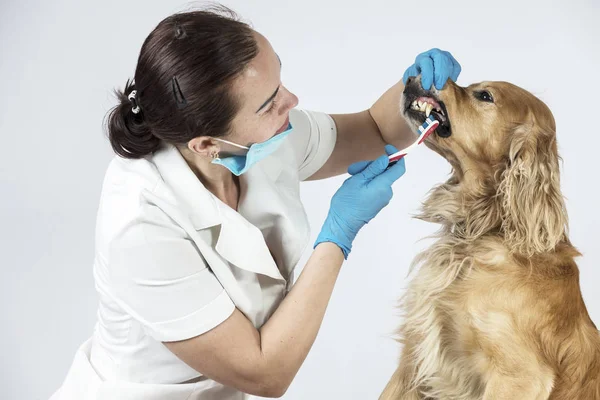 dog at a reception at the doctor