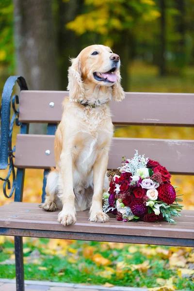 Noivo Cocker Spaniel Procura Uma Noiva Com Buquê Rosas Vermelhas — Fotografia de Stock