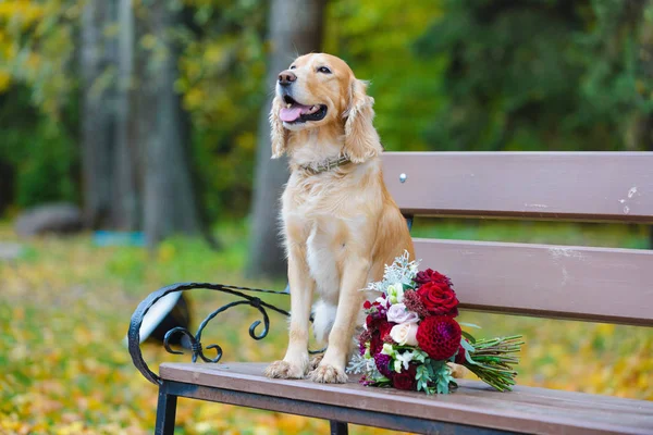 Bruidegom Cocker Spaniel Zoek Naar Een Bruid Met Een Boeket — Stockfoto