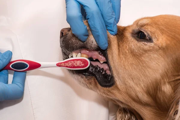 çürük bir köpek tedavi