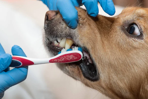 dental problems in dogs treatment of dental plaque in dogs