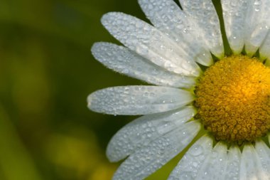 daisy çiy ile kaplı
