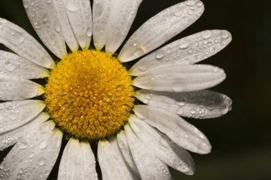 daisy çiy ile kaplı