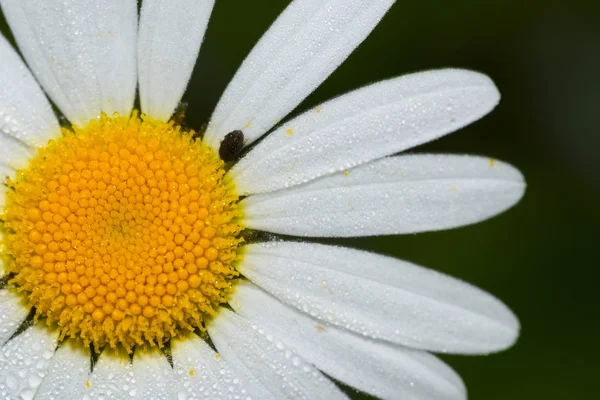 Daisy Täckt Med Dagg — Stockfoto