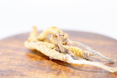 mantar parazit cordyceps, yarsagumba. Çin ve Tibet Halk hekimliği.