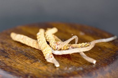 mantar parazit cordyceps, yarsagumba. Çin ve Tibet Halk hekimliği.