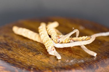mantar parazit cordyceps, yarsagumba. Çin ve Tibet Halk hekimliği.