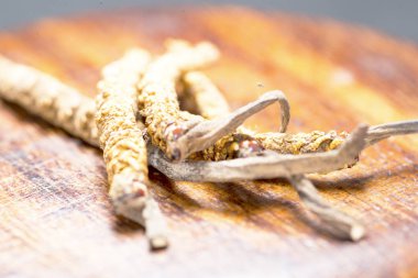 mantar parazit cordyceps, yarsagumba. Çin ve Tibet Halk hekimliği.