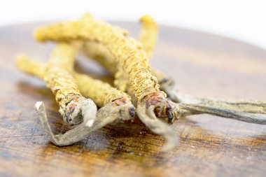 mantar parazit cordyceps, yarsagumba. Çin ve Tibet Halk hekimliği.