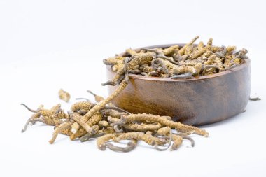 mantar parazit cordyceps, yarsagumba. Çin ve Tibet Halk hekimliği.