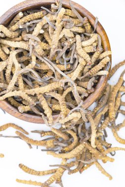mantar parazit cordyceps, yarsagumba. Çin ve Tibet Halk hekimliği.