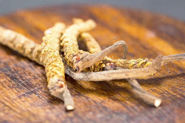 mantar parazit cordyceps, yarsagumba. Çin ve Tibet Halk hekimliği.
