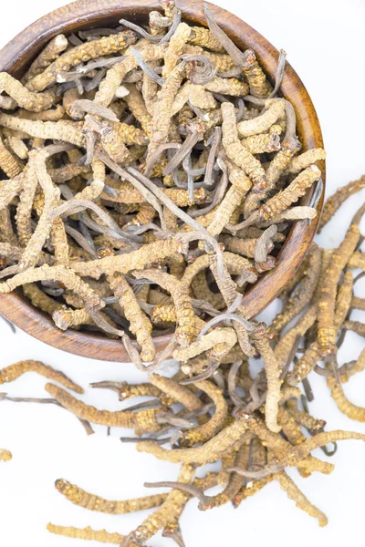 Parásito Hongos Cordyceps Yarsagumba Medicina Popular China Tibetana — Foto de Stock