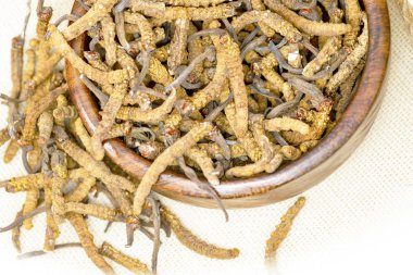 Yarsagumba Çin mantar, Nepal, 2018 olabilir