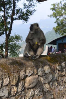 maymun rishikesh, 2018 yılında
