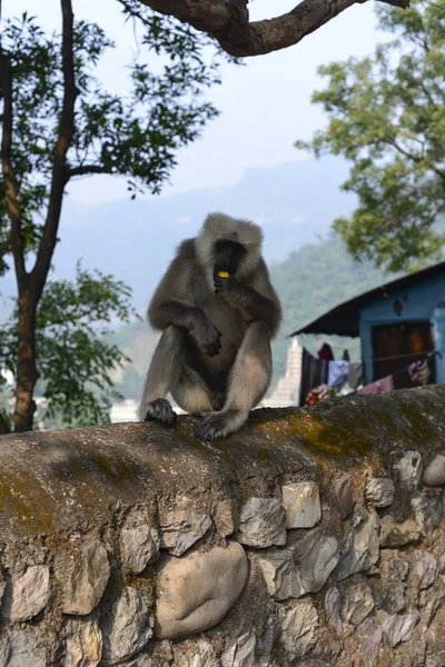 Affe Rishikesch 2018 — Stockfoto