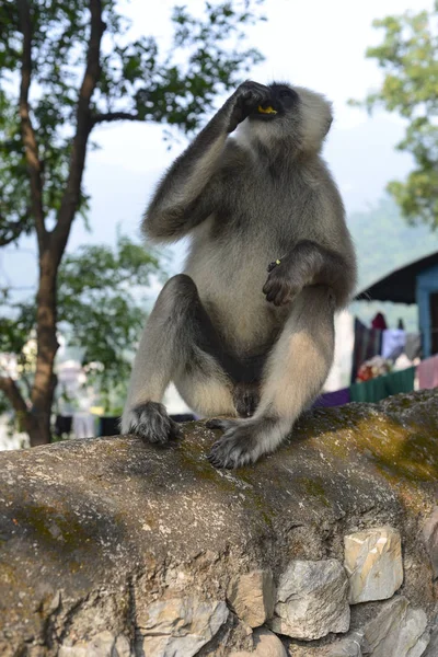 Affe Rishikesch 2018 — Stockfoto