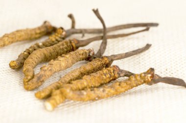 Cordyceps Çince, mantar parazit. Geleneksel Tibet ve Çin tıbbı, Yarsagumba