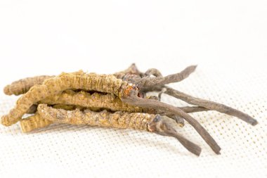 Cordyceps Çince, mantar parazit. Geleneksel Tibet ve Çin tıbbı, Yarsagumba