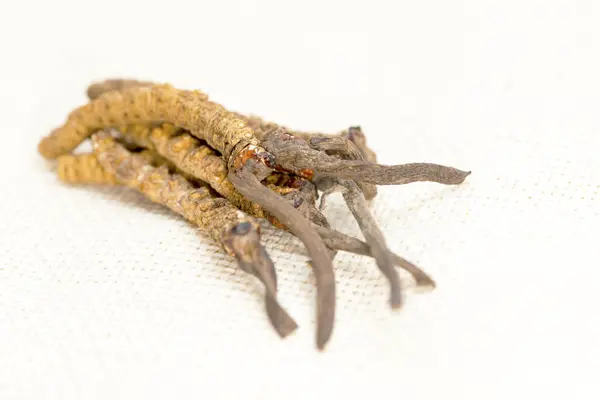 Cordyceps Chinês Parasita Cogumelos Medicina Tradicional Tibetana Chinesa Yarsagumba — Fotografia de Stock