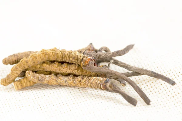 Cordyceps Çince, mantar parazit. Geleneksel Tibet ve Çin tıbbı, Yarsagumba