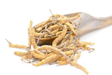 Çin mantar jarsagumba, Cordyceps Yarsagumba Çin mantar, geleneksel Çin ve Tibet tıp