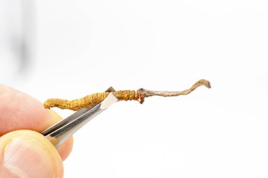 Çin mantar jarsagumba, Cordyceps Yarsagumba Çin mantar, geleneksel Çin ve Tibet tıp