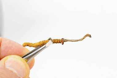 Çin mantar jarsagumba, Cordyceps Yarsagumba Çin mantar, geleneksel Çin ve Tibet tıp