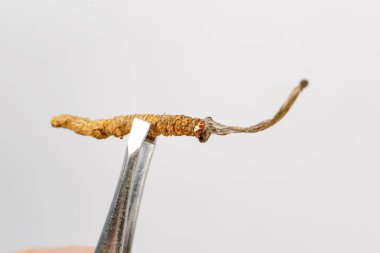 Çin mantar jarsagumba, Cordyceps Yarsagumba Çin mantar, geleneksel Çin ve Tibet tıp