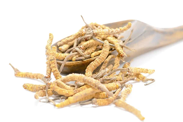 Çin mantar jarsagumba, Cordyceps Yarsagumba Çin mantar, geleneksel Çin ve Tibet tıp