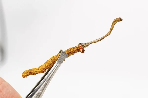 Chinesischer Pilz Jarsagumba Cordyceps Yarsagumba Chinesischer Pilz Traditionelle Chinesische Und — Stockfoto