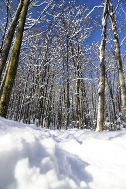 Kış kayın ormanı Karpat Dağları'nda