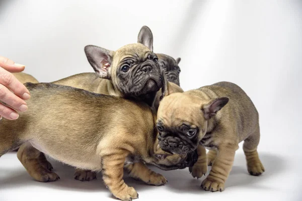 Gruppo Cuccioli Bulldog Francesi 2019 — Foto Stock